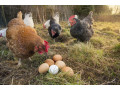 local-chicken-and-eggs-small-0