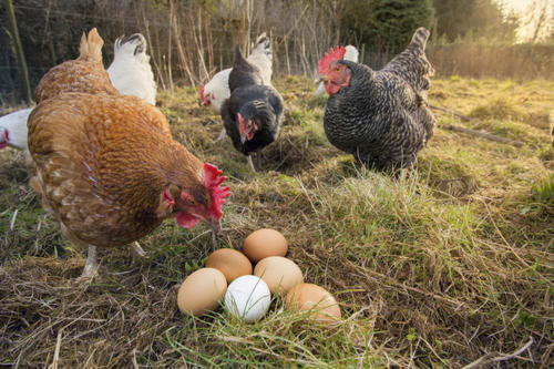 local-chicken-and-eggs-big-0