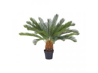 CYCAD CYCAS IN POT 80X80X90CM. GN